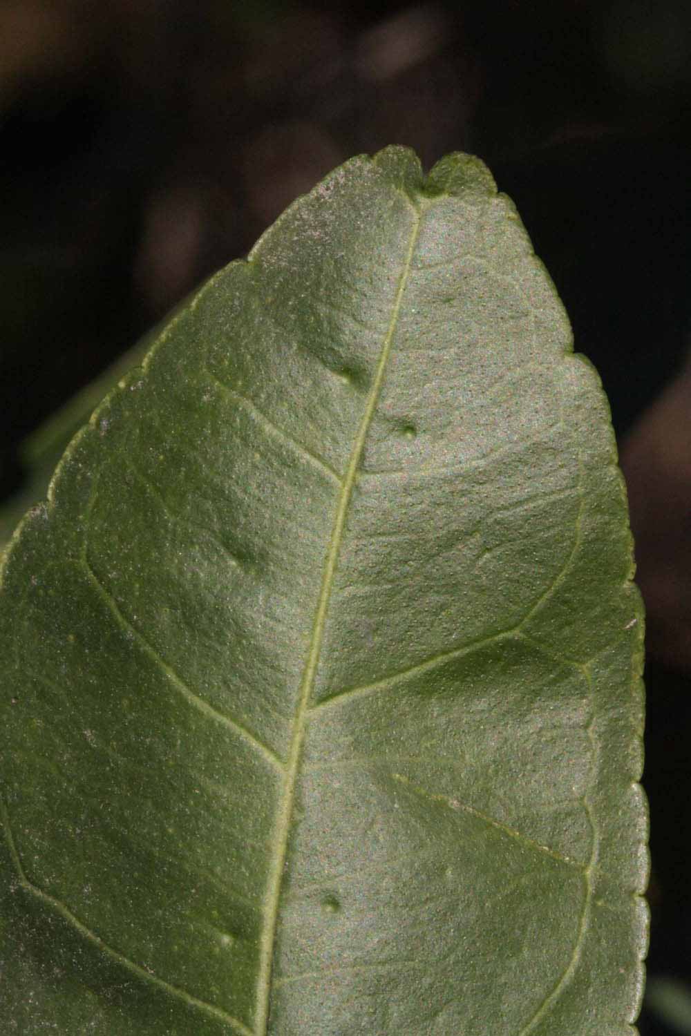              Margin (Riverside, CA)       